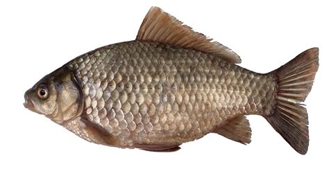 Crucian Carp