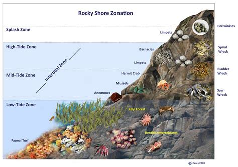 Riverview Science / Week 15- Kaitlyn Thao in 2021 | Rocky shore, Kelp forest, Shores