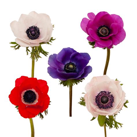 Anemones Assorted, – Bloomingmore