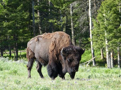 yellowstone_bison1.jpg.jpg - Living in Stuttgart