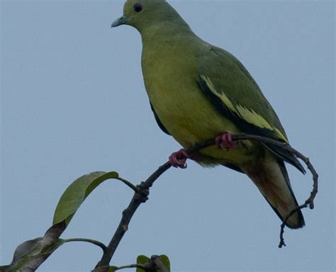 Zul Ya - Birds of Peninsular Malaysia: Burung Punai Dan Pergam ( Pigeon )