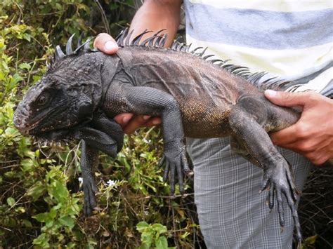 10 Gorgeous Green Iguana Morphs! - ReptileWorldFacts