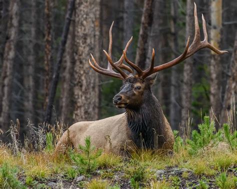 Habitat and humans support reintroducing elk to St. Louis River region | Quetico Superior ...