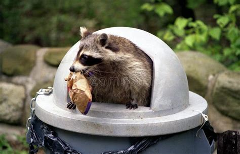 Raccoon raiding trash can. stock photo. Image of woods, rocks - 2958