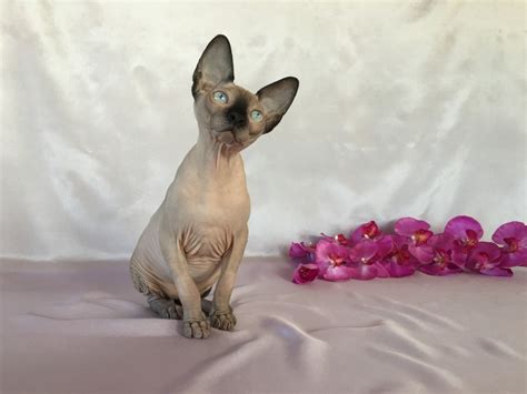 Sphynx For Sale in Box Elder County (1) | Petzlover