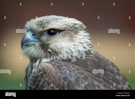 falcon bird of prey raptor Stock Photo - Alamy