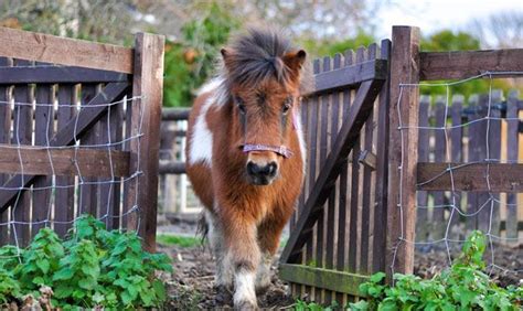 Hopefield Animal Sanctuary (Sawyers Hall Farm, Sawyers Hall Lane, Brentwood)