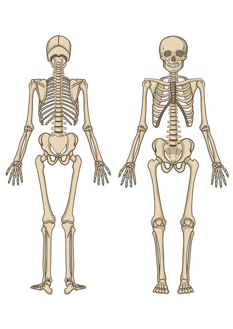 Human : Human Skeleton