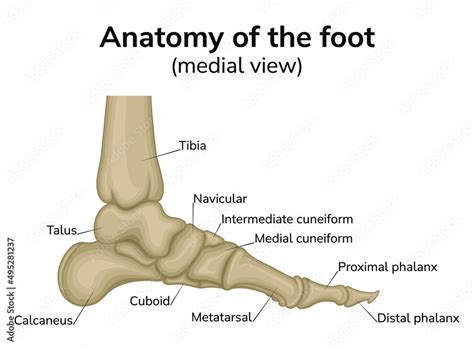 Foot anatomy illustration. Shown is a medial view of the bones of the foot Stock Vector | Adobe ...