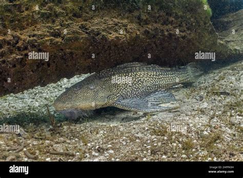 Silver Glen Springs Stock Photo - Alamy