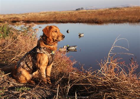 Are Golden Retrievers Good Duck Hunting Dogs