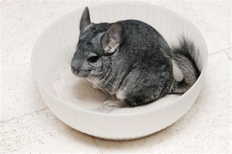 Chinchilla Characteristics Care Guide