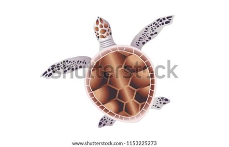 Turtle Vector Illustration Isolated Stock Vector (Royalty Free) 1153225273 | Shutterstock