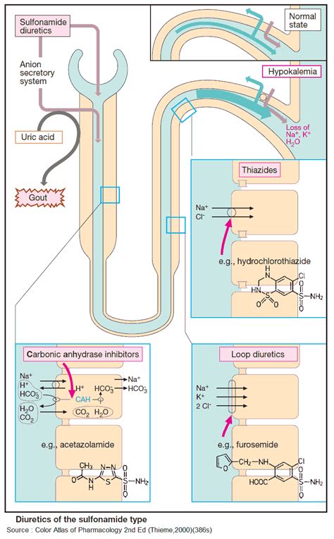 Furosemide Mechanism Of Action