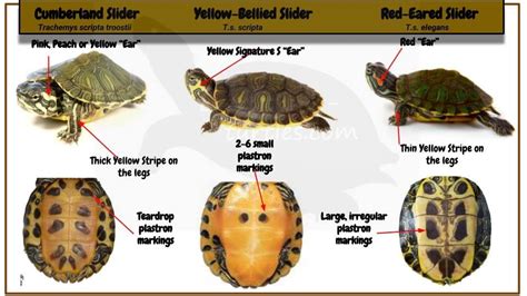 Yellow Bellied Slider, Red Eared Slider Turtle, Wood Turtle, Turtle ...