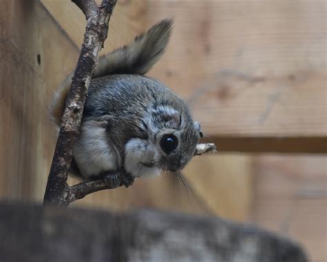 ZOOTOGRAFIANDO (6.096 ANIMALS): ARDILLA VOLADORA SIBERIANA / SIBERIAN FLYING SQUIRREL (Pteromys ...