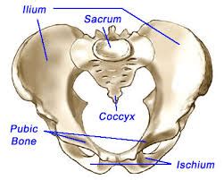 Pelvic Girdle Pain - Physiotherapy Victoria BC