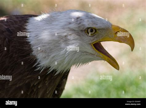 Bald Eagle or White Head (Haliaeetus leucocephalus Stock Photo - Alamy