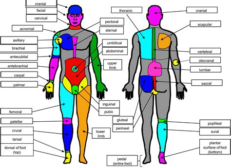 1.5: Anatomical Adjectives for Body Locations - Biology LibreTexts