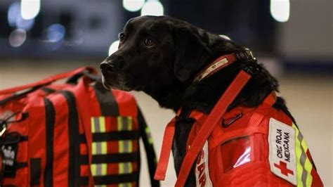 Turkey earthquake: Mexico sends its famed search and rescue dogs - BBC News