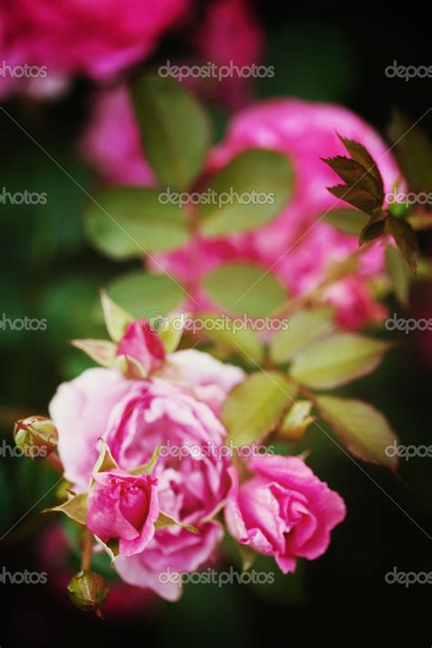 Nature background with rose flower Stock Photo by ©dariazu 49288393