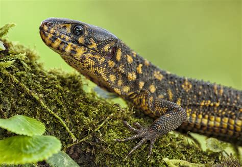 Yellow-spotted night lizard / Lepidophyma flavimaculatum | Flickr