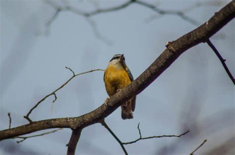 Eurasian nuthatch #2 - Virily