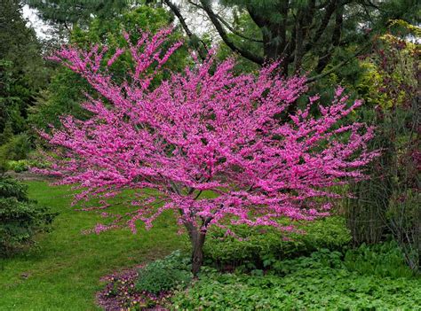 20 Drought Tolerant Trees