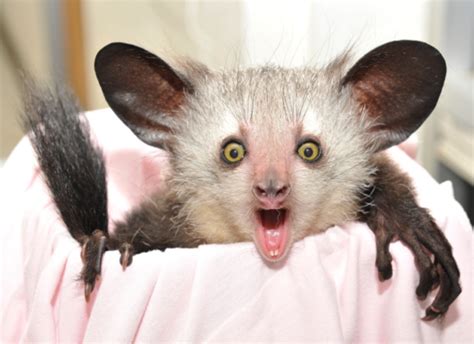 Aye-aye - Duke Lemur Center