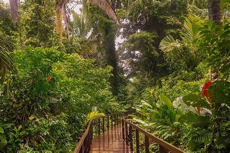5 Best Costa Rica Rainforest Destinations | Jungle Vista Hotel