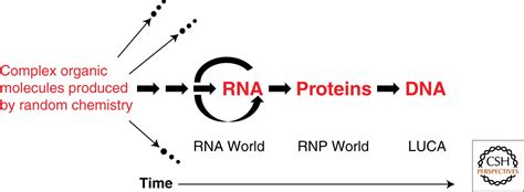 The RNA world – Why Evolution Is True