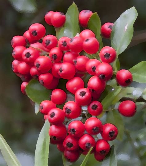 File:Altered Red Berries (4026495959).jpg - Wikimedia Commons
