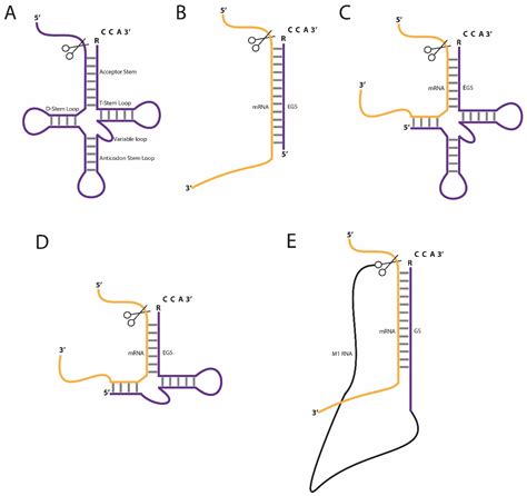 Biomolecules | Free Full-Text | RNase P-Mediated Sequence-Specific Cleavage of RNA by Engineered ...