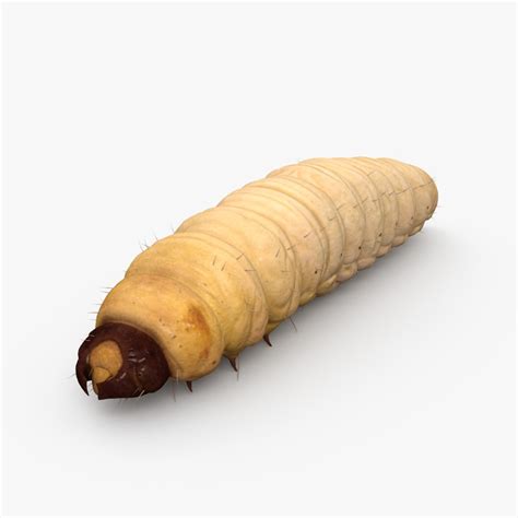 Maggot insect nature model - TurboSquid 1629268