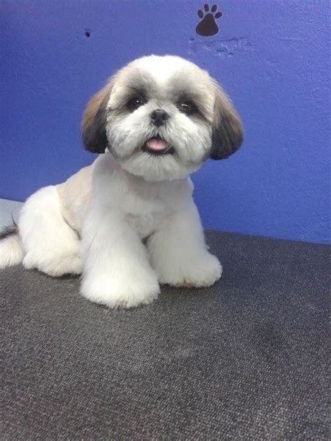 47 Best Of Shih Tzu Bichon Haircut - Haircut Trends