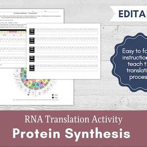 Protein Synthesis Translation Worksheet Printable and Digital High ...