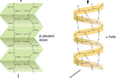 Beta Sheet Structure