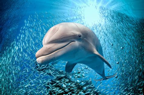 Bottlenose Dolphin Facts for Kids | Dolphin Fun Facts for Kids - The Wild Adventure Girls