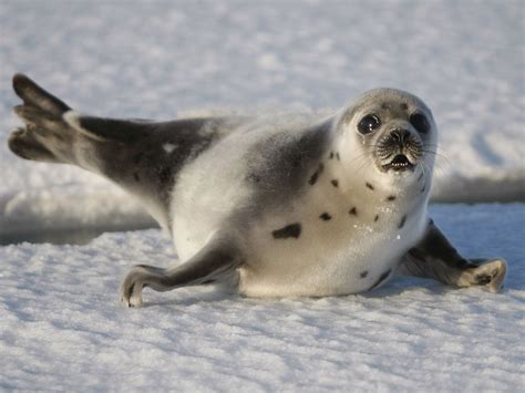 EU ban on trade in seal fur set to be overturned | The Independent