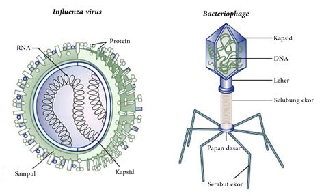 Apa itu Virus | Nawwaf. Com