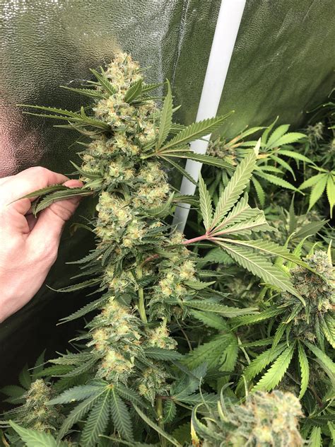 Rate my plants (Almost harvest time) | Grasscity Forums - The #1 Marijuana Community Online