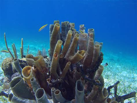 Belize Barrier Reef Snorkeling