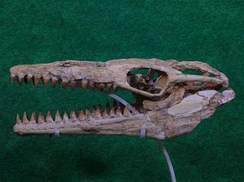 Mosasaur Skull World Class Specimen paleontology - fossil natural