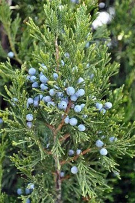 Fresh Cut Evergreen Juniper Boughs Branches Cuttings | Etsy