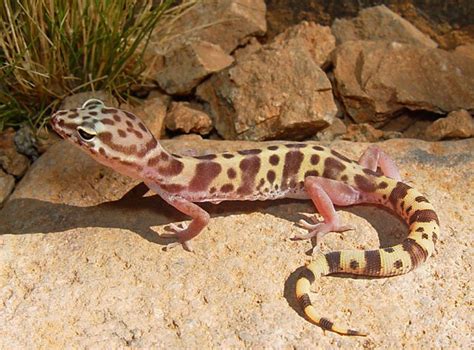 Western Banded Gecko Facts and Pictures