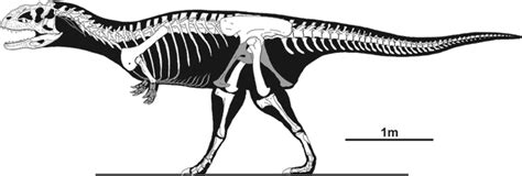 Xenotarsosaurus Skeleton