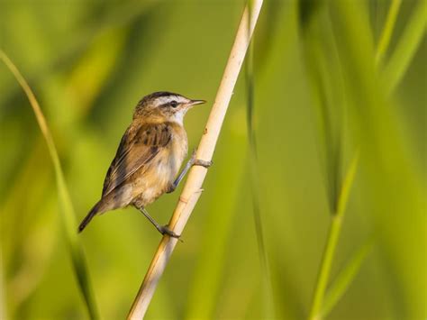 Willow Warbler Bird Facts (Phylloscopus trochilus) | Bird Fact