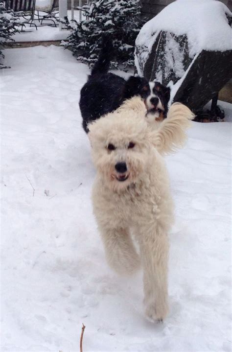 Happy snowy puppies!! | Puppies, Animals, Snowy