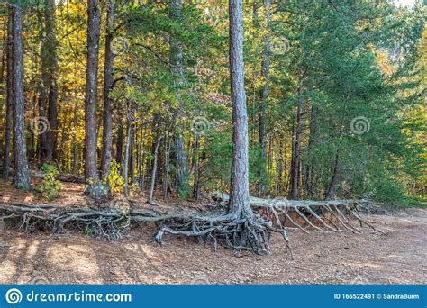 Erosion at the lake stock image. Image of autumn, ecology - 166522491