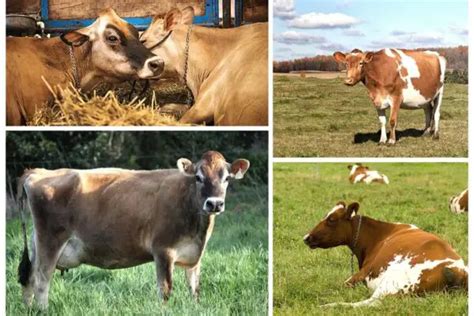 The Ultimate Dairy Cow Showdown: Guernsey Cow Vs. Jersey Cow